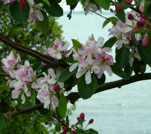 apple blossom