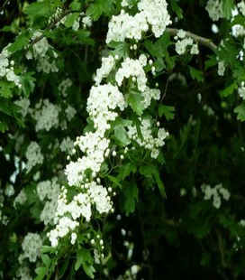 may blossom